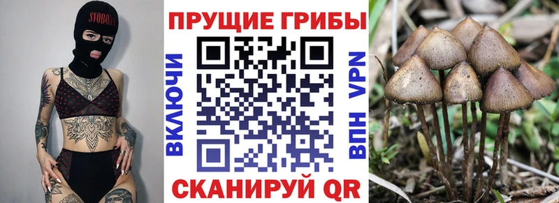 Псилоцибиновые грибы Magic Shrooms  Родники 